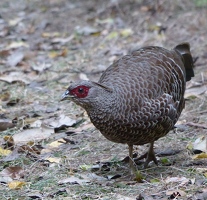 Kalij Pheasant, female